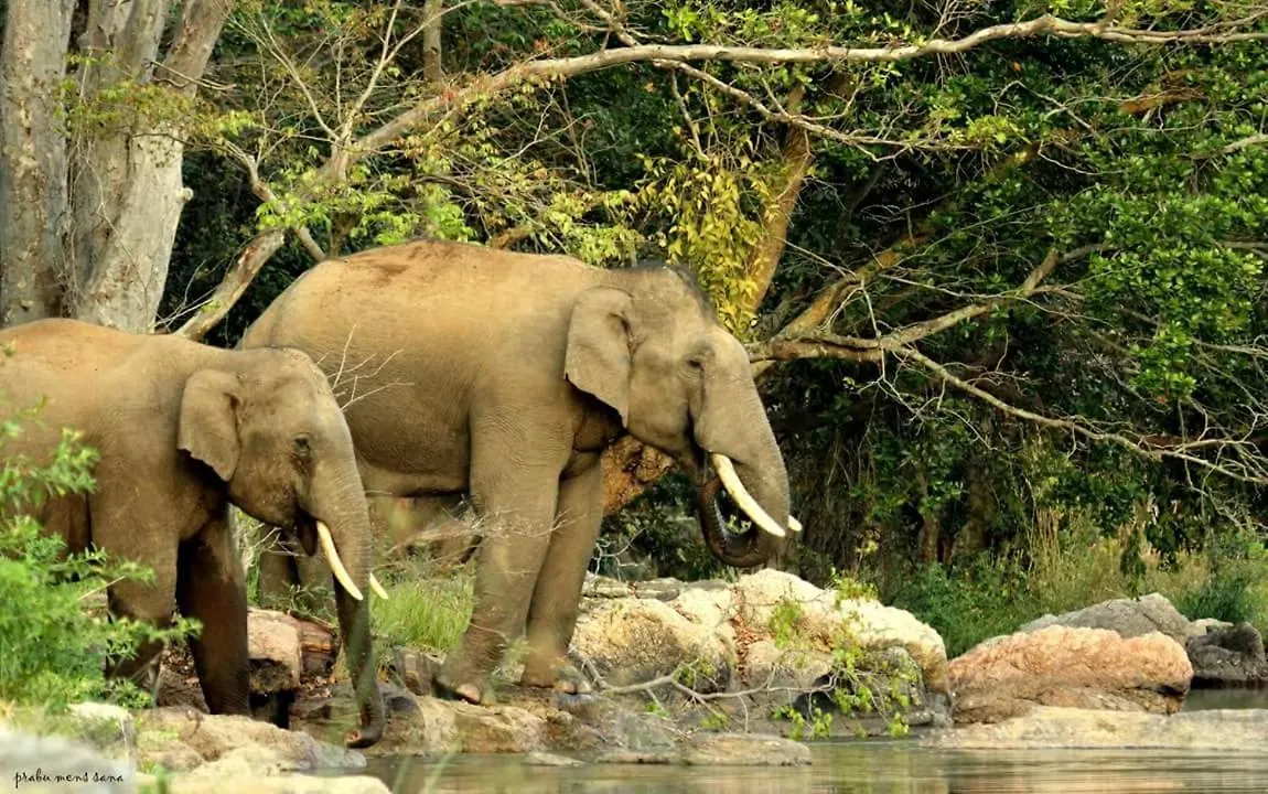 *** Resort Kerala Wild Stay Kanthalloor India