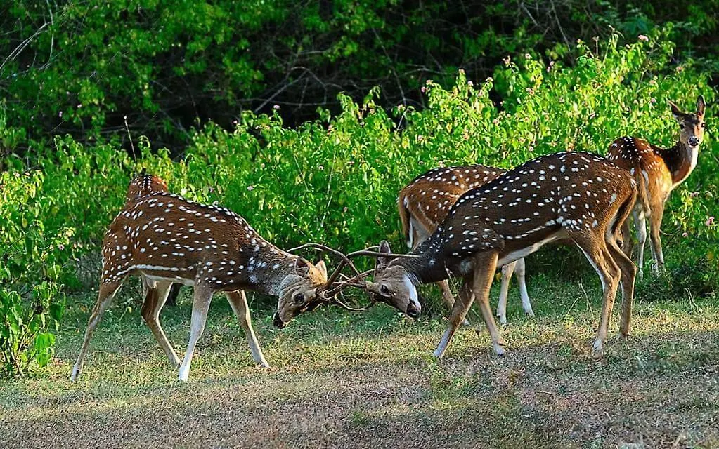 Resort Kerala Wild Stay Kanthalloor